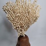 Antique large natural coral on turned wooden base, 45 cm
