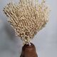 Antique large natural coral on turned wooden base, 45 cm