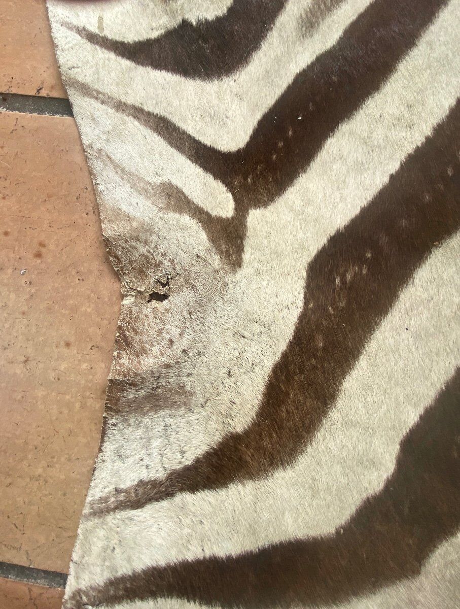 Real zebra skin