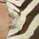 Real zebra skin