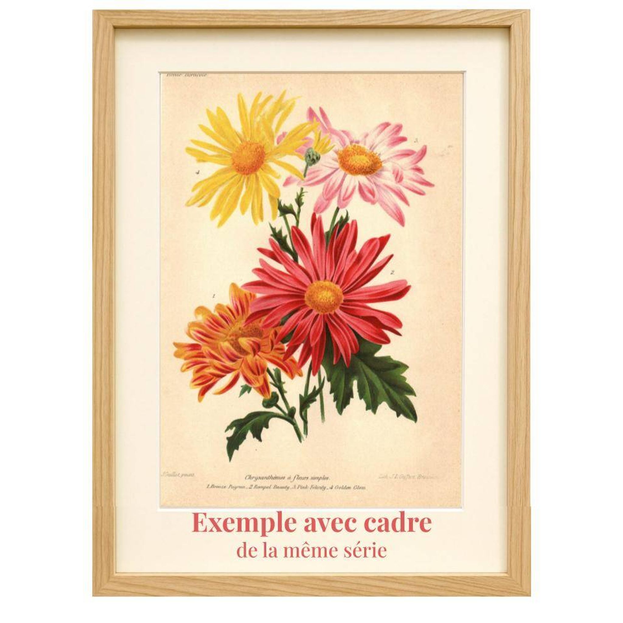 Botanical Engraving 1911 - Monochrome Dahlias by J. Guillot - Garden Flowers