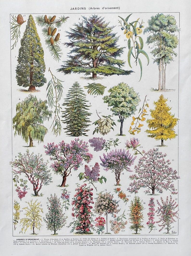 Illustration Millot "Ornamental tree gardens"