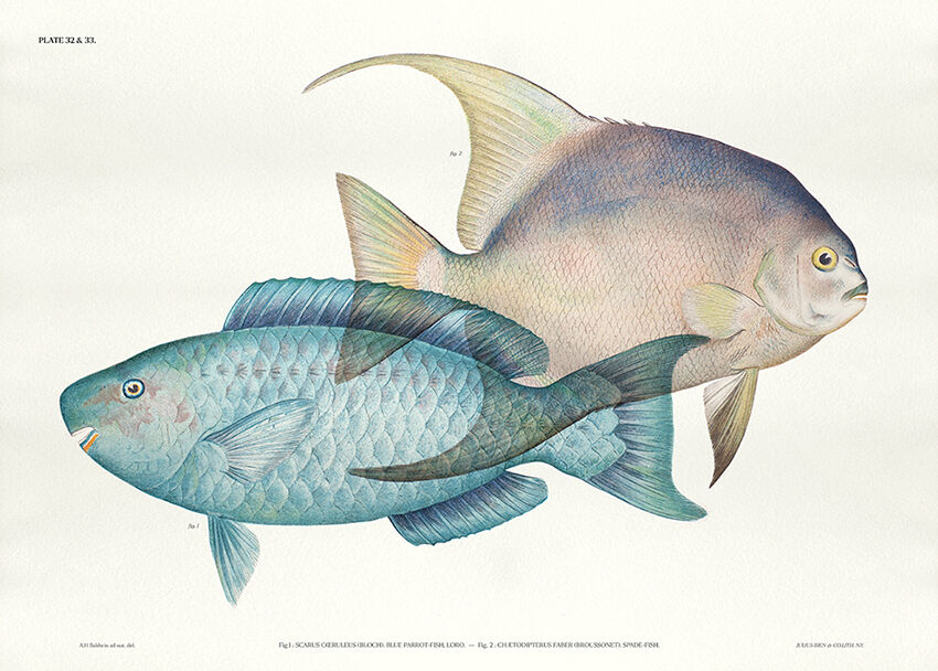 Lithography illustration animal fish