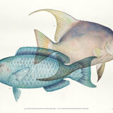 Lithographie illustration poisson animal