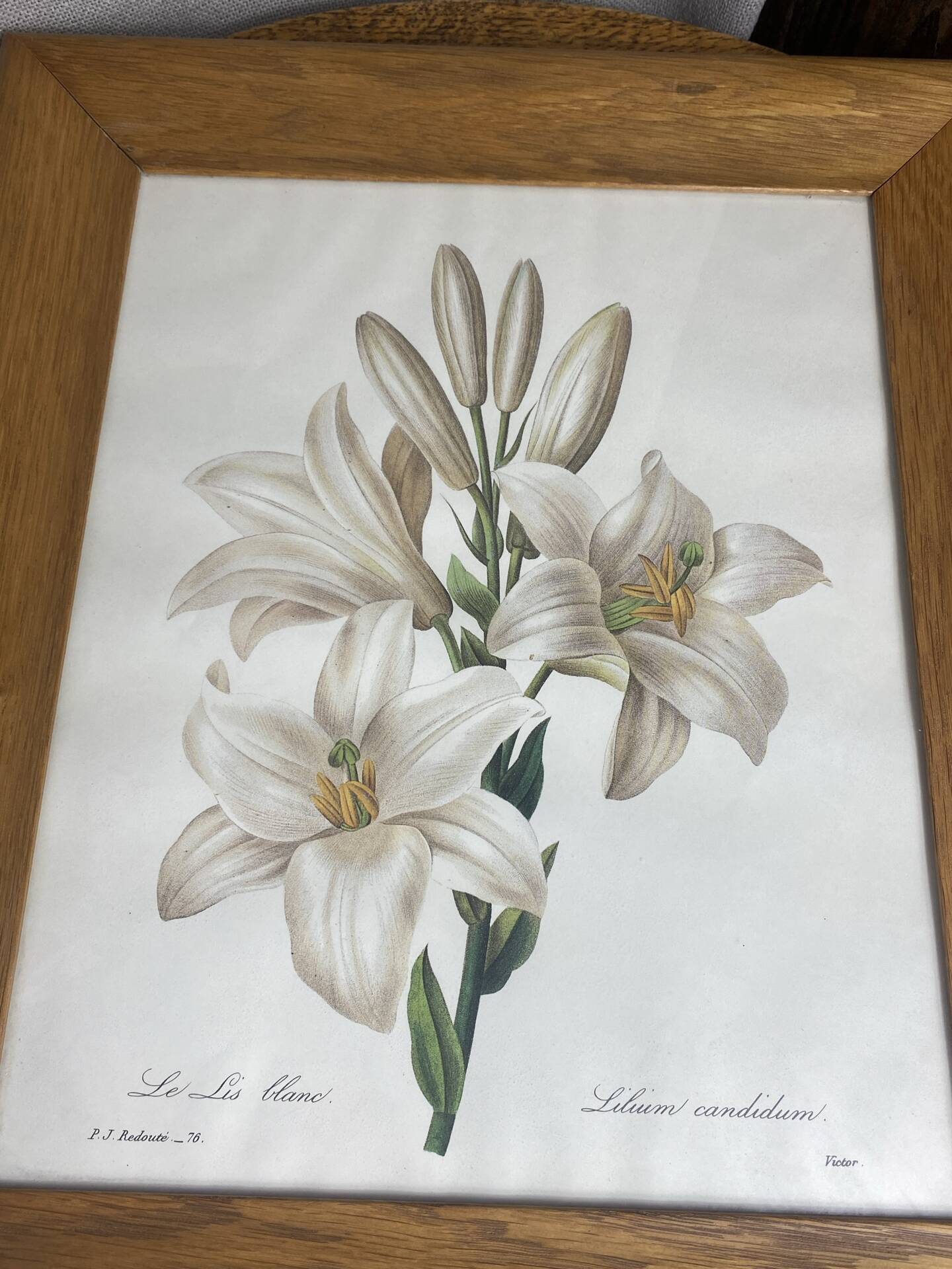 Botanical print, White Lily, P-J Redouté