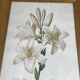 Botanical print, White Lily, P-J Redouté