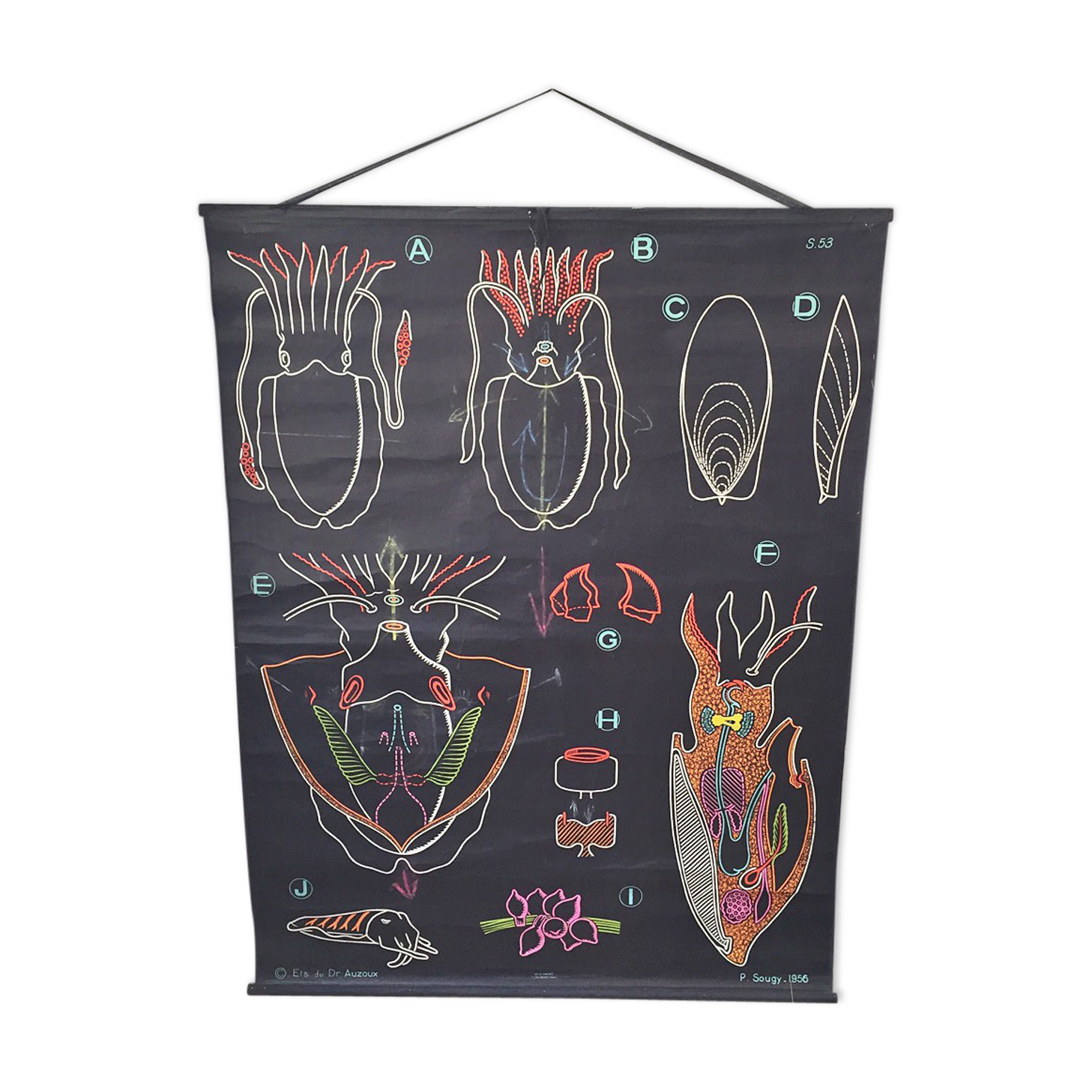 Displays the cuttlefish by Dr Auzoux