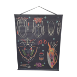 Displays the cuttlefish by Dr Auzoux