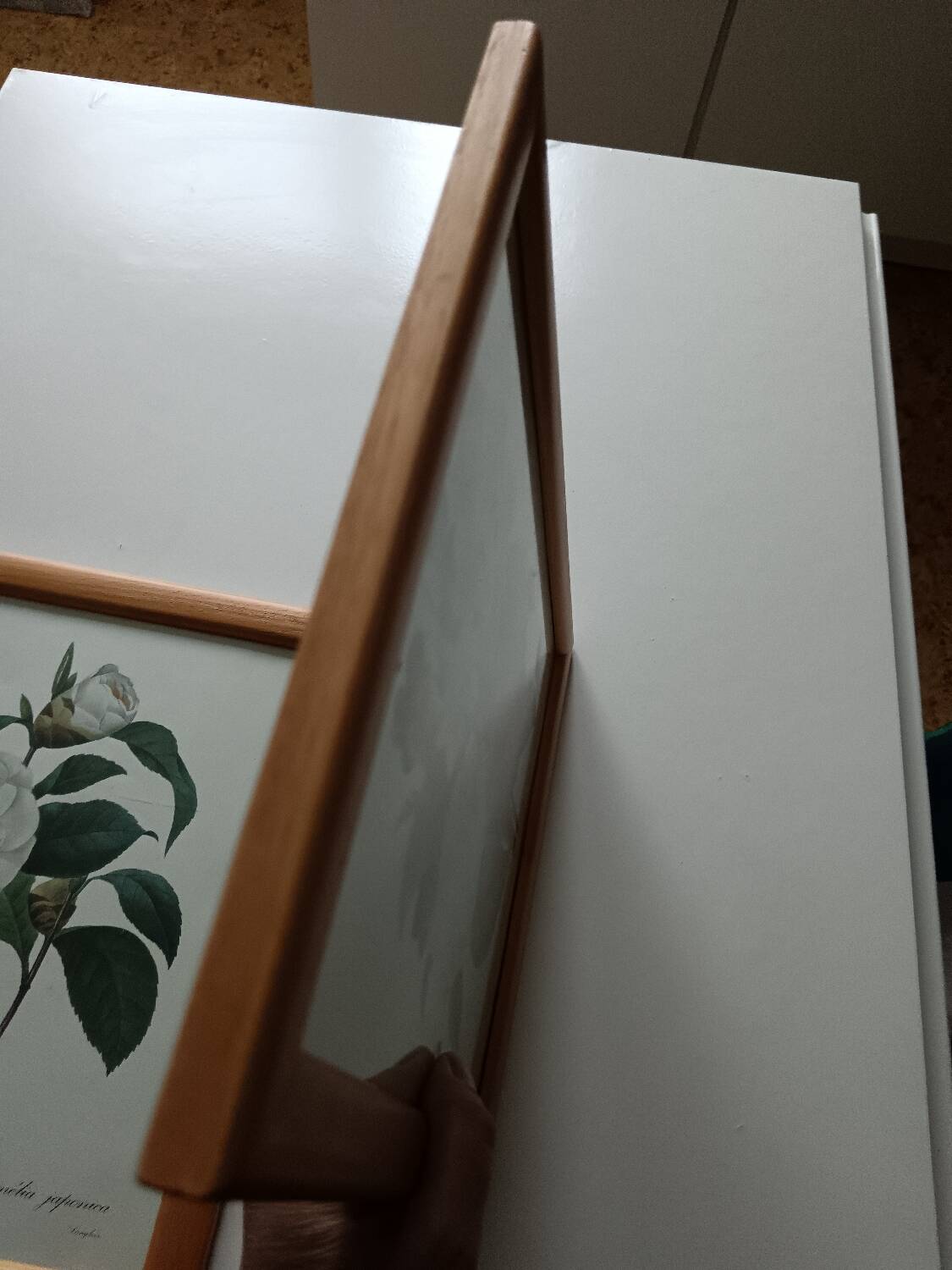 Vintage botanical illustration reboute.