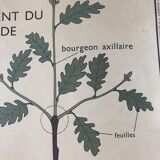 Old School Poster Rossignol No. 5 and 6