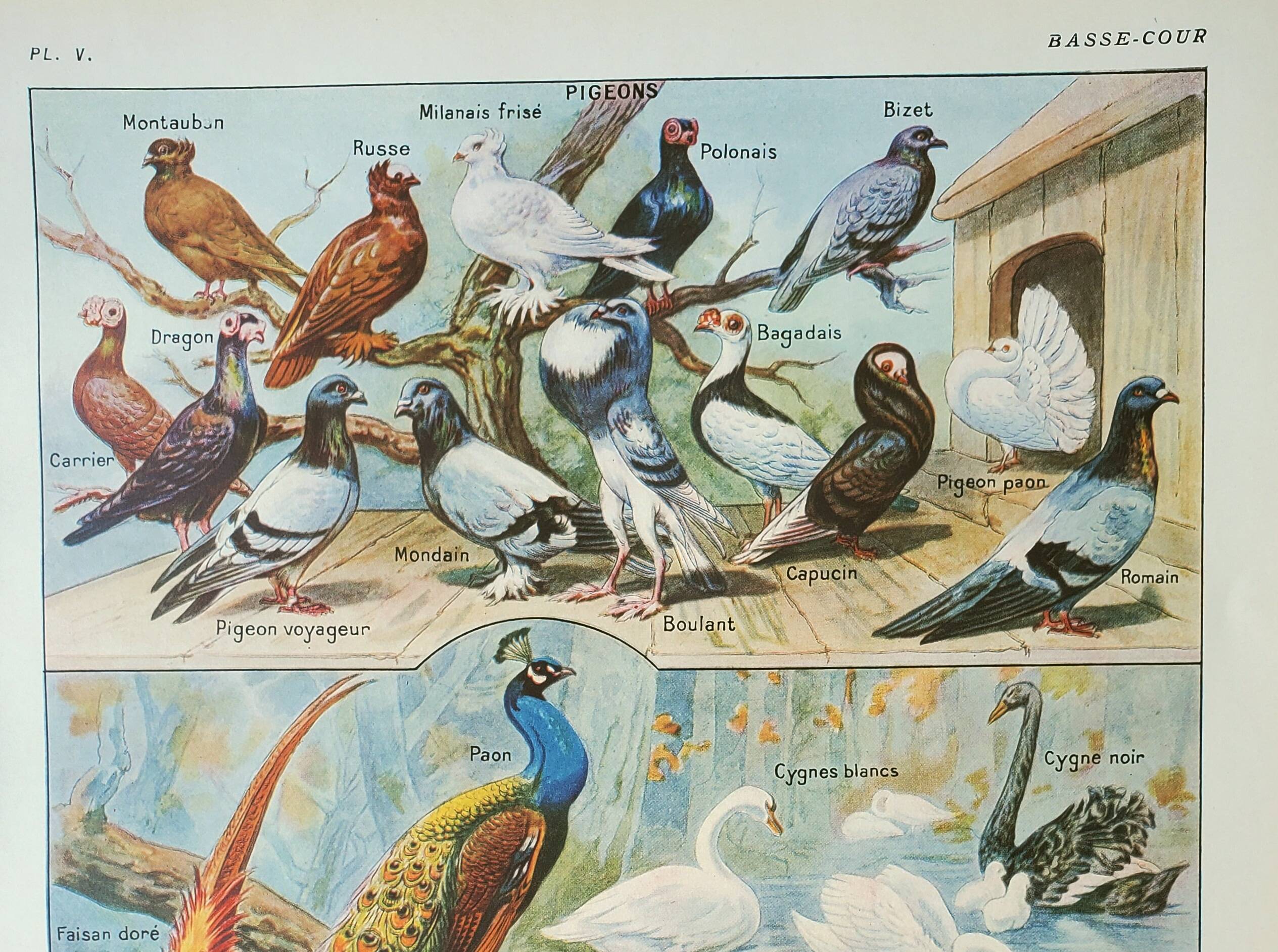 Old engraving 1922, Farmyard animals 2, birds, farm • Lithograph, Original plate