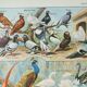Old engraving 1922, Farmyard animals 2, birds, farm • Lithograph, Original plate