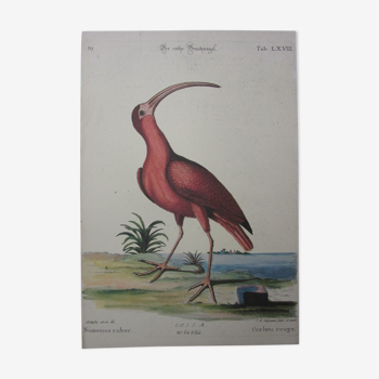 Bird engraving, red corlieu, repro Catesby/Seligmann