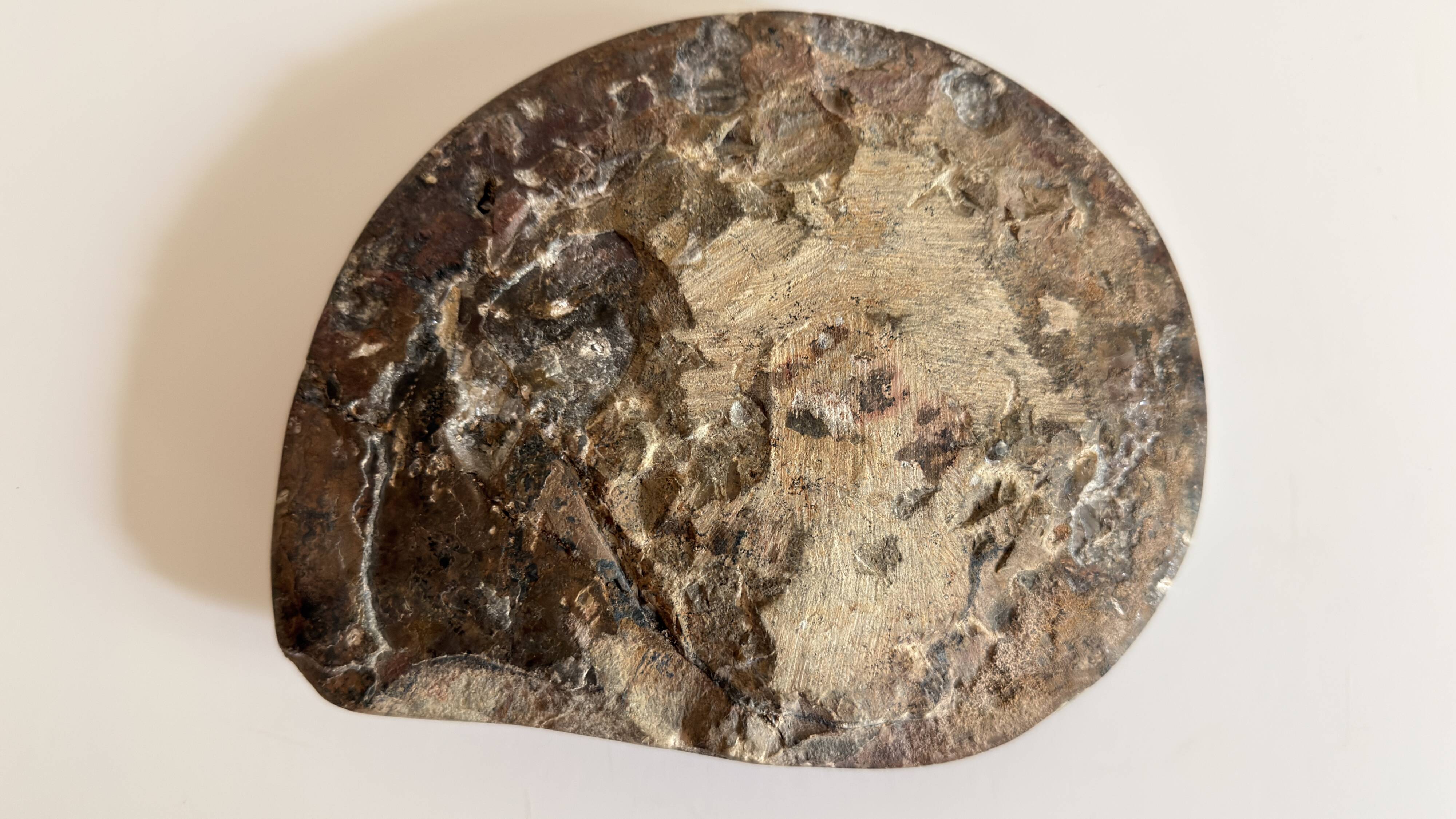 Fossile Goniatite (Maroc). Dimensions 18x15 cm