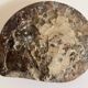 Fossile Goniatite (Maroc). Dimensions 18x15 cm