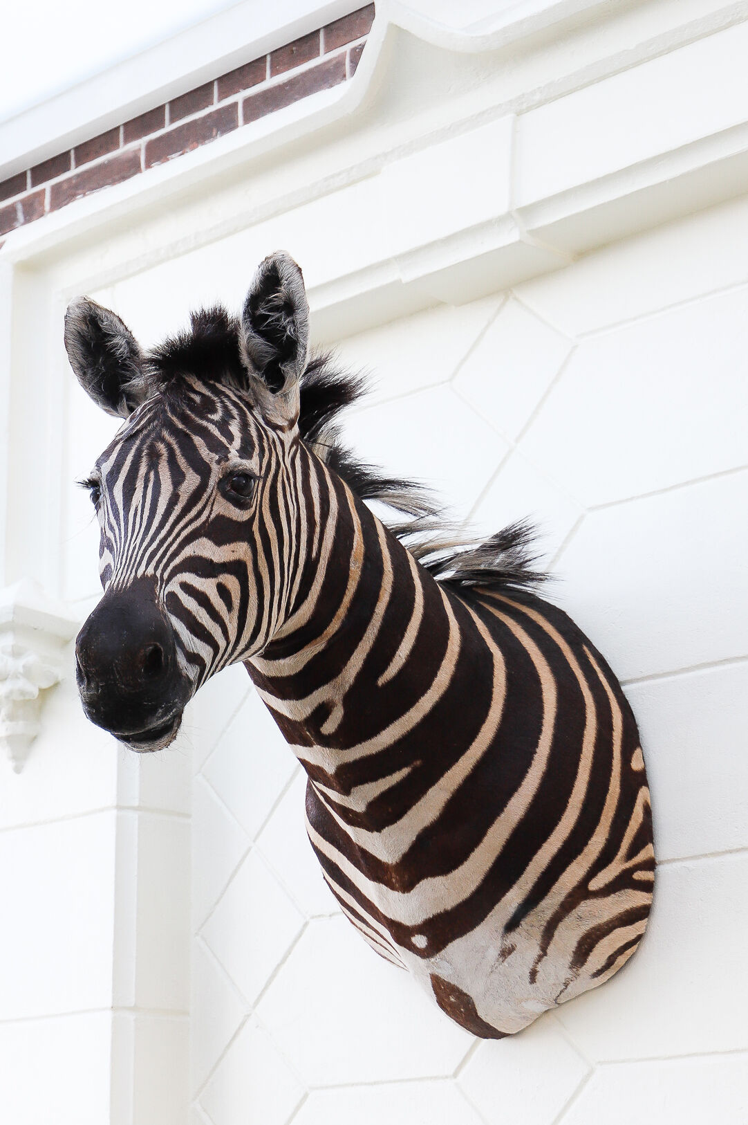 Zebra taxidermy