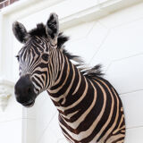 Zebra taxidermy