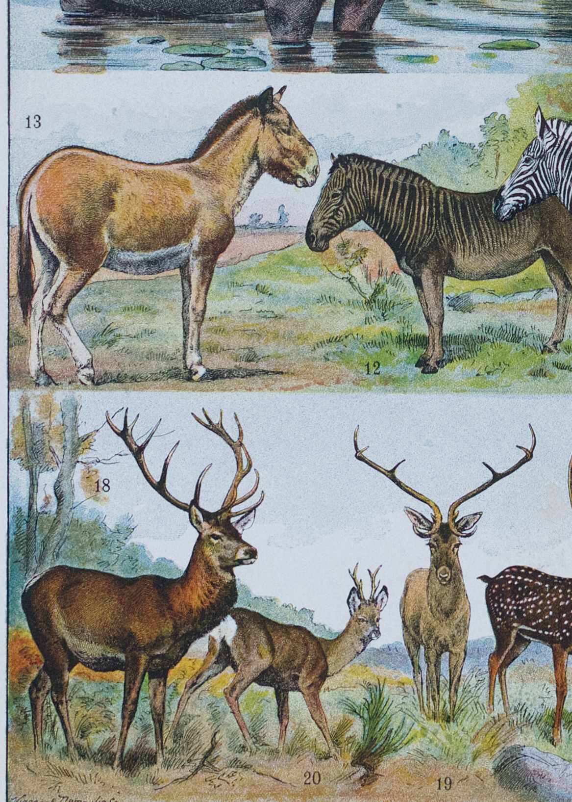 Original plate from 1930: exotic and wild mammals, biodiversity
