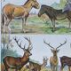 Original plate from 1930: exotic and wild mammals, biodiversity