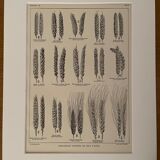 Lithograph on wheat from 1921