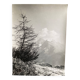 Photo argentique Cimes Bernard Darot Photo Club Nantais