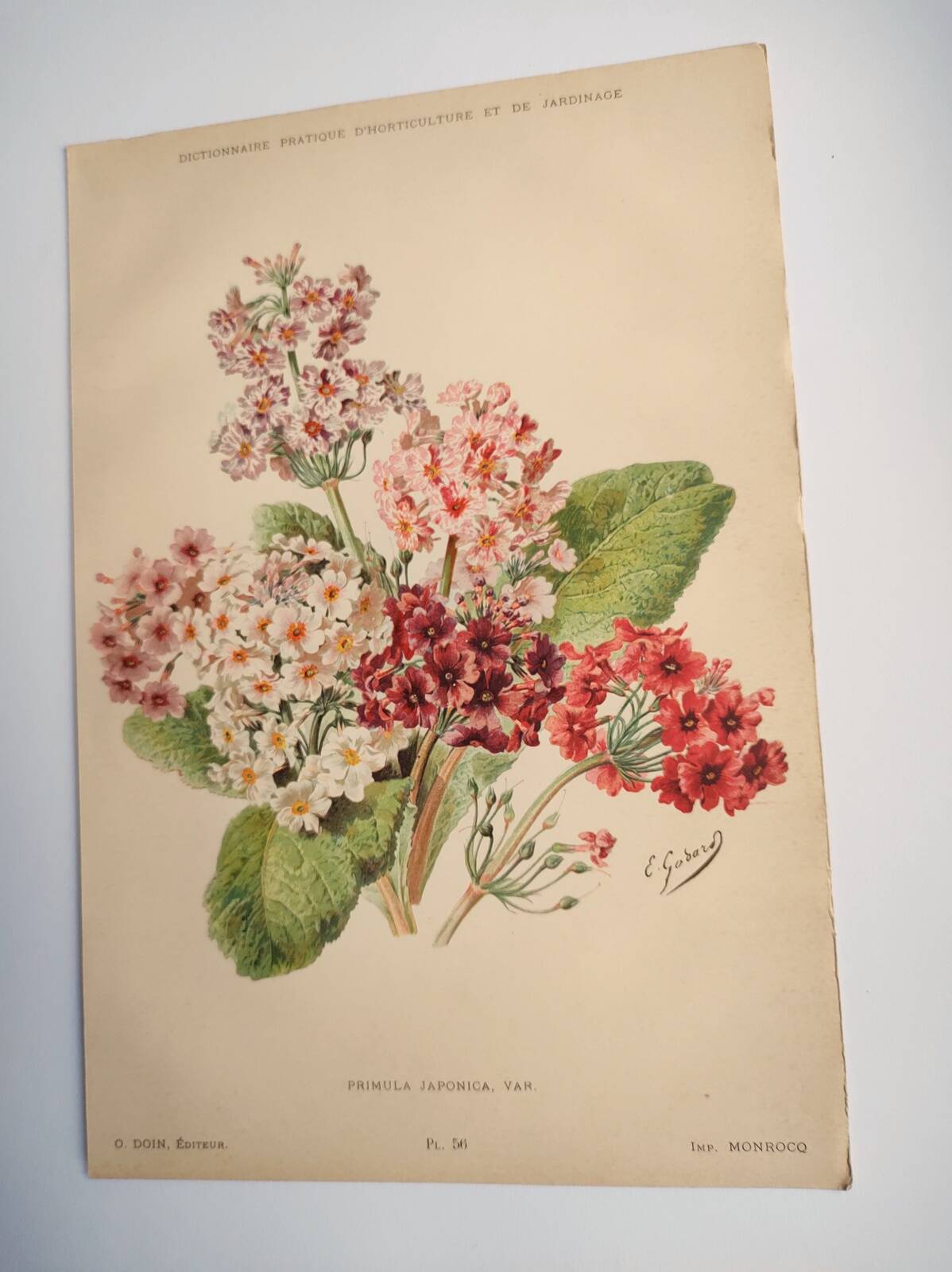 Botanical engraving from 1897 - Japanese primrose - original old flower plate by E.Godard