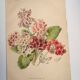 Botanical engraving from 1897 - Japanese primrose - original old flower plate by E.Godard