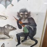 Gravure ancienne animalière