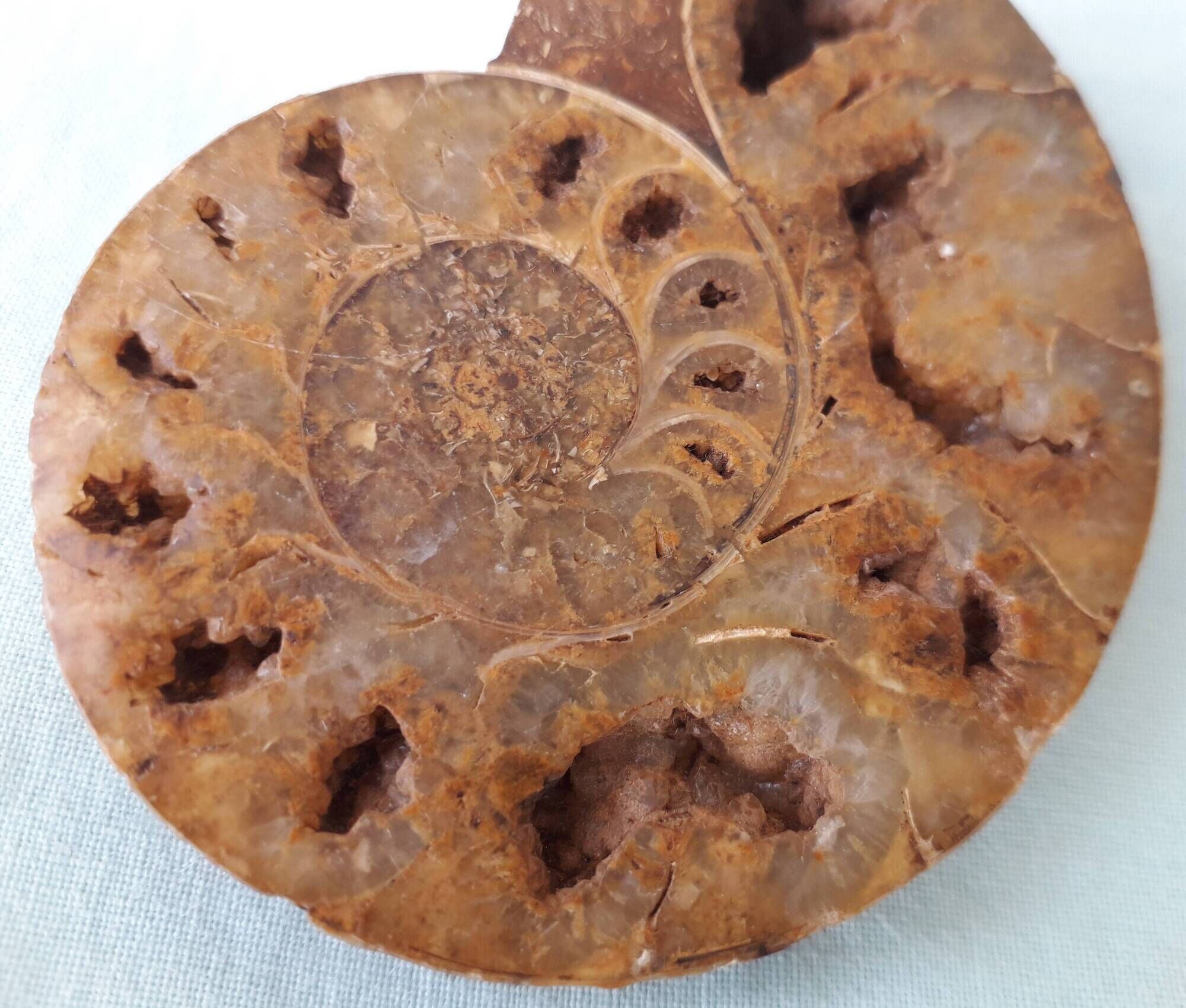 Fossil shell in stone