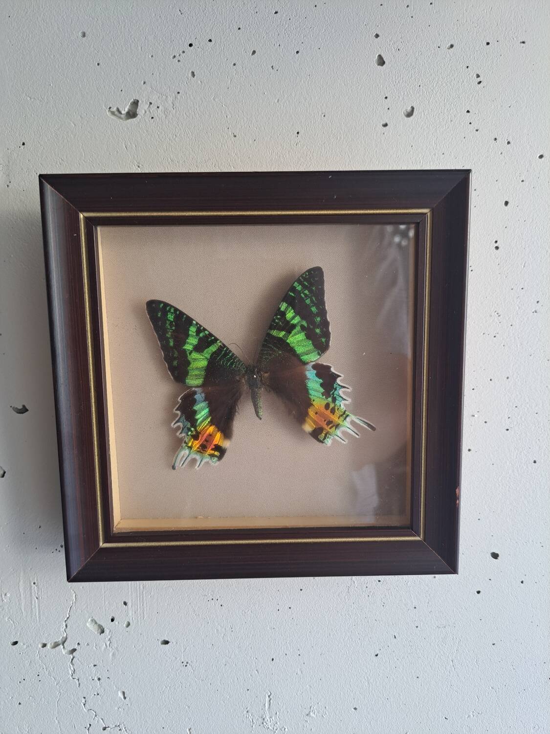 Vintage naturalized butterfly frame