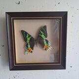 Vintage naturalized butterfly frame