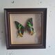 Vintage naturalized butterfly frame