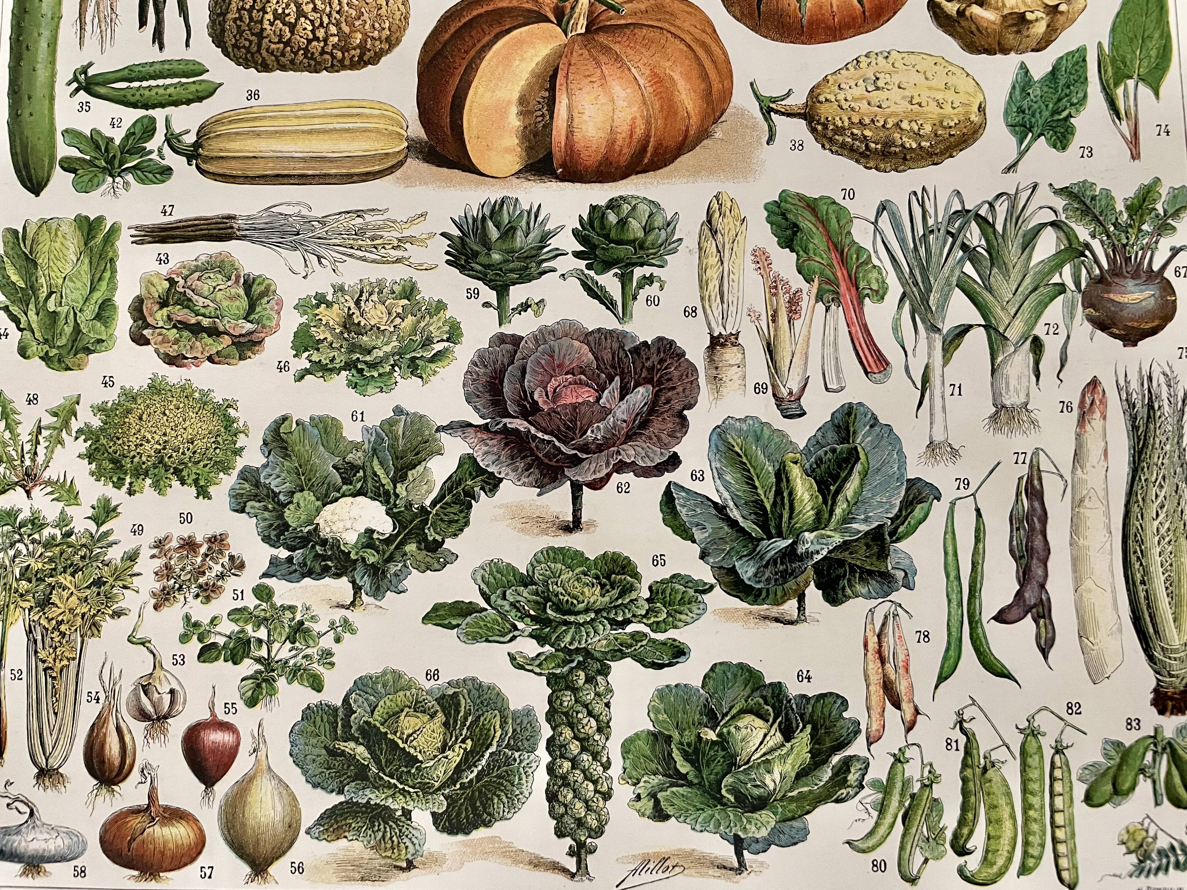 Lithograph on vegetables and vegetable plants - 1930