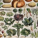 Lithograph on vegetables and vegetable plants - 1930