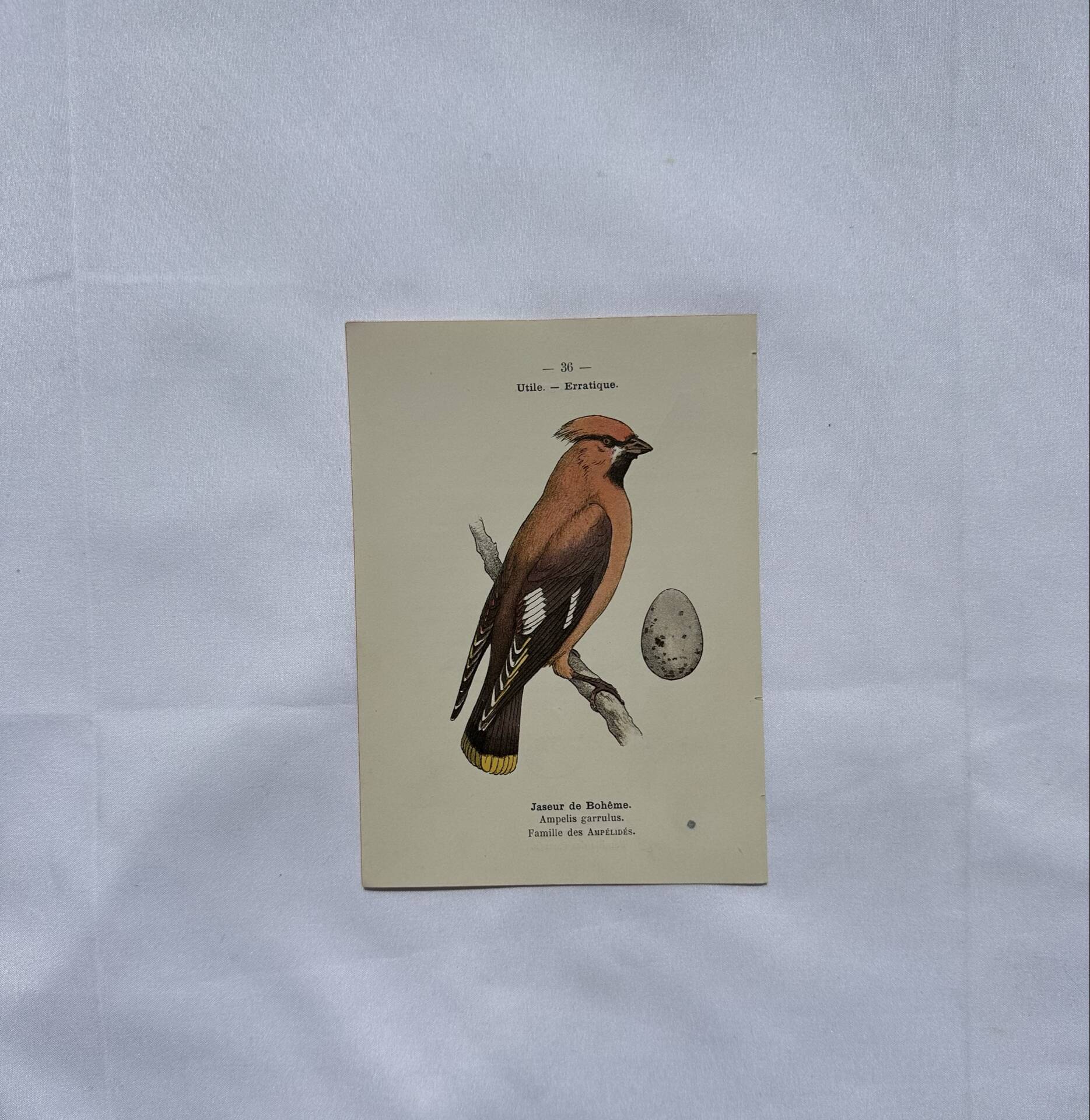 🐦 Botanical Plate Engraving of Birds Naturalist 19th Century Double-sided A