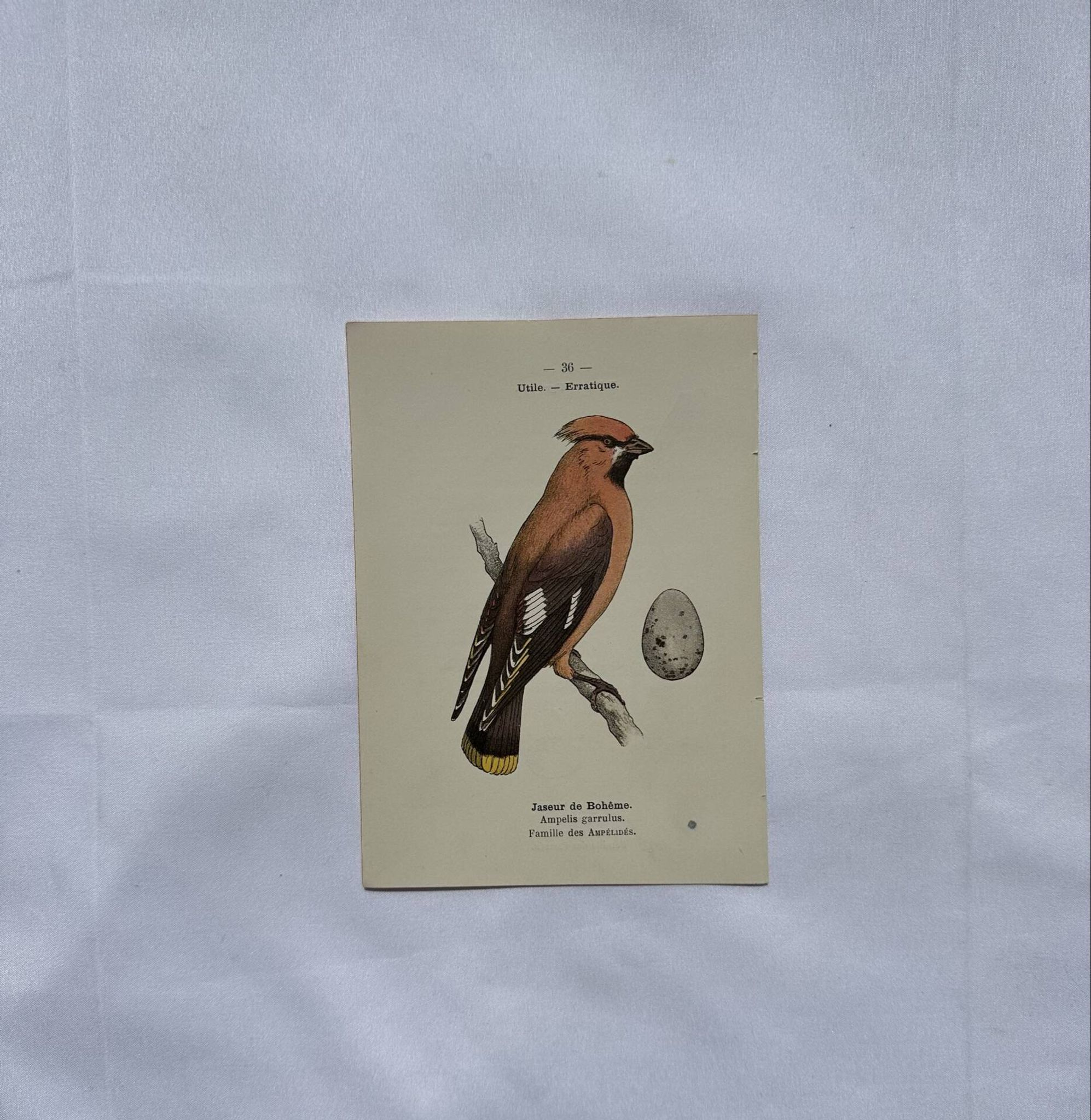 Planche Botanique Gravure oiseaux naturaliste  19eme recto verso  A