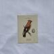 🐦 Botanical Plate Engraving of Birds Naturalist 19th Century Double-sided A