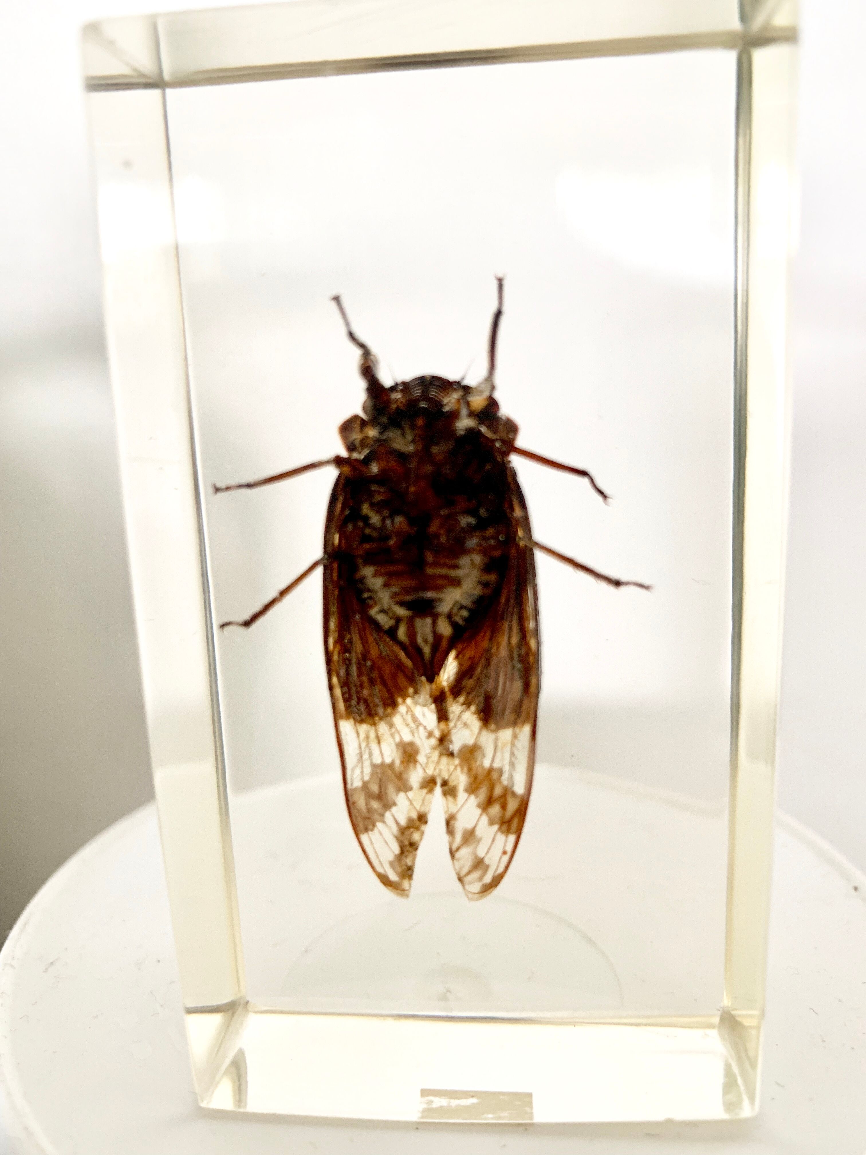 Insect duo under resin inclusion