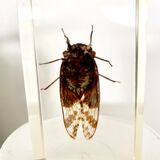 Insect duo under resin inclusion