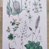 Affiche sur les plantes d'après une gravure de 1881 "plantain"