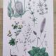 Plant poster based on an 1881 engraving "plantain"