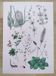 Plant poster based on an 1881 engraving "plantain"