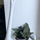 White swan pot cover in ceramic design 50s