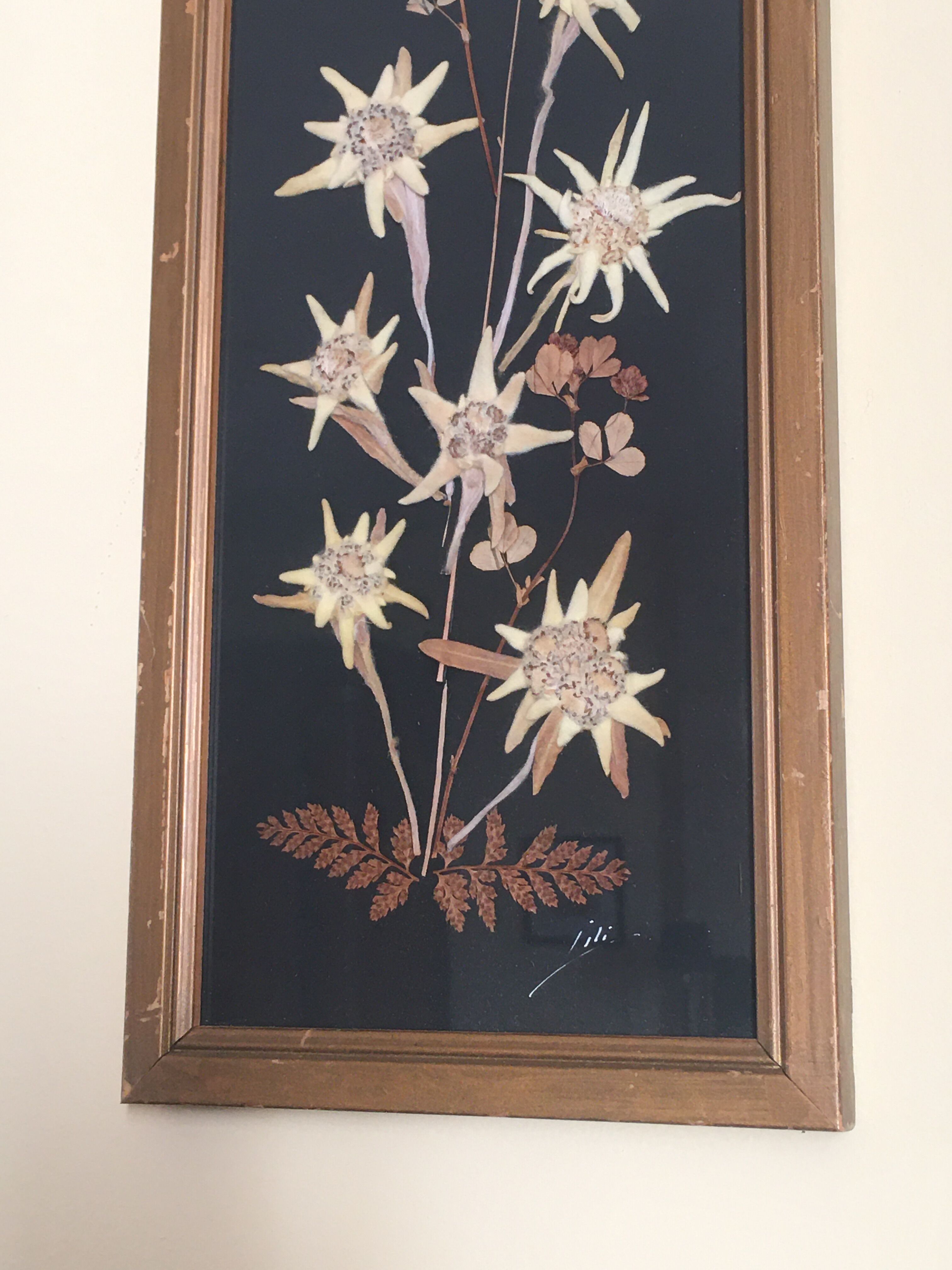 Mountain Herbier Edelweiss