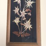 Mountain Herbier Edelweiss