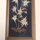 Mountain Herbier Edelweiss