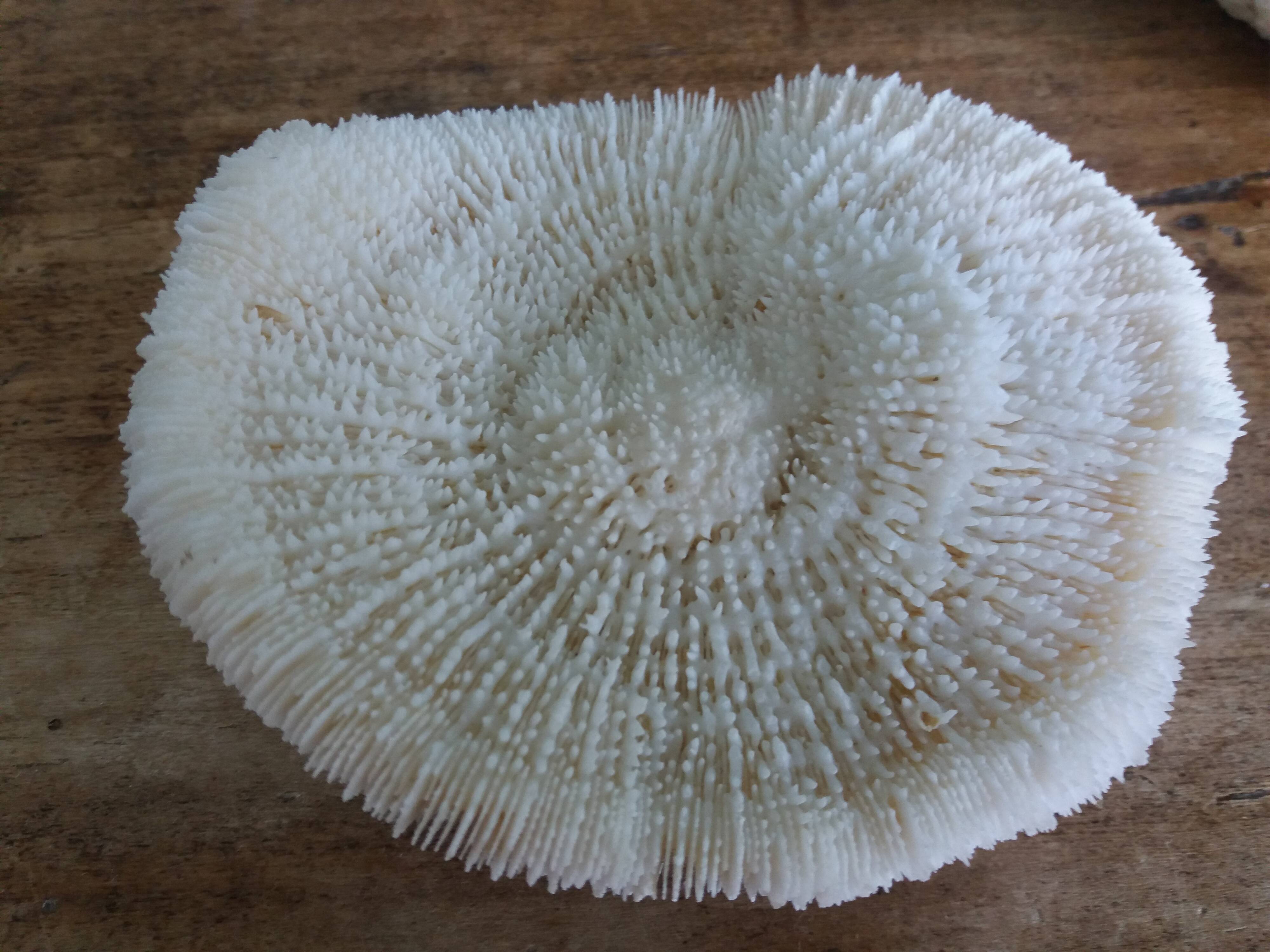 mushroom coral Fungia and Mussismilia brain coral