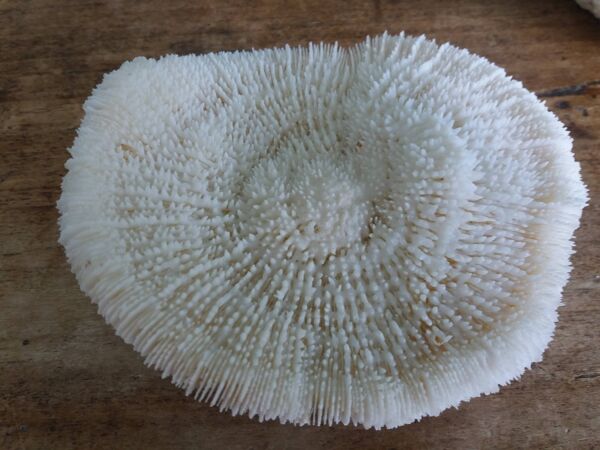 corail champignon Fungia et Mussismilia corail cerveau