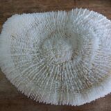 mushroom coral Fungia and Mussismilia brain coral
