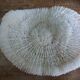corail champignon Fungia et Mussismilia corail cerveau